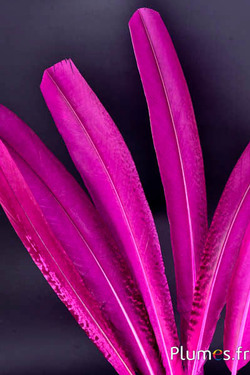 Pfau violett - 45-52 cm - fuchsia